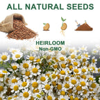 Lavender Seed Pod Kit, 8 Pod Kit (Include Seed Lavender/Chamomile/Holy Basil/Borage/Calendula/Mint) Fresh Tea Seed Pod Kit Compatible with Hydroponics