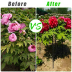 Peony Cages and Supports, 31.5"H x 12.6"D Plant Supports for Outdoor Plants