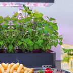 iDOO Seed Pods kit for Hydroponics System, with 12 Growth Sponges, 12 Grow Baskets, 12 Pod Labels, 12 Grow Domes, 2 Plant Food, Compatible with All Brands of Hydroponics Supplies