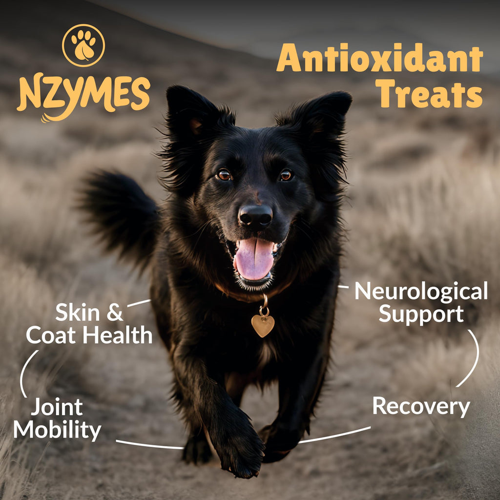 Nzymes® Antioxidant Treats - for Dogs Joints, HIPS, Paralysis, Skin, Coat, Hair Loss, Aging, Digestion, Neurological, Seizures - 60 Treats - Made in The USA