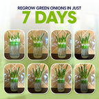 Sprouting Jar Kit - 2 Wide-Mouth Mason Jars with Stand and Sprout Lids