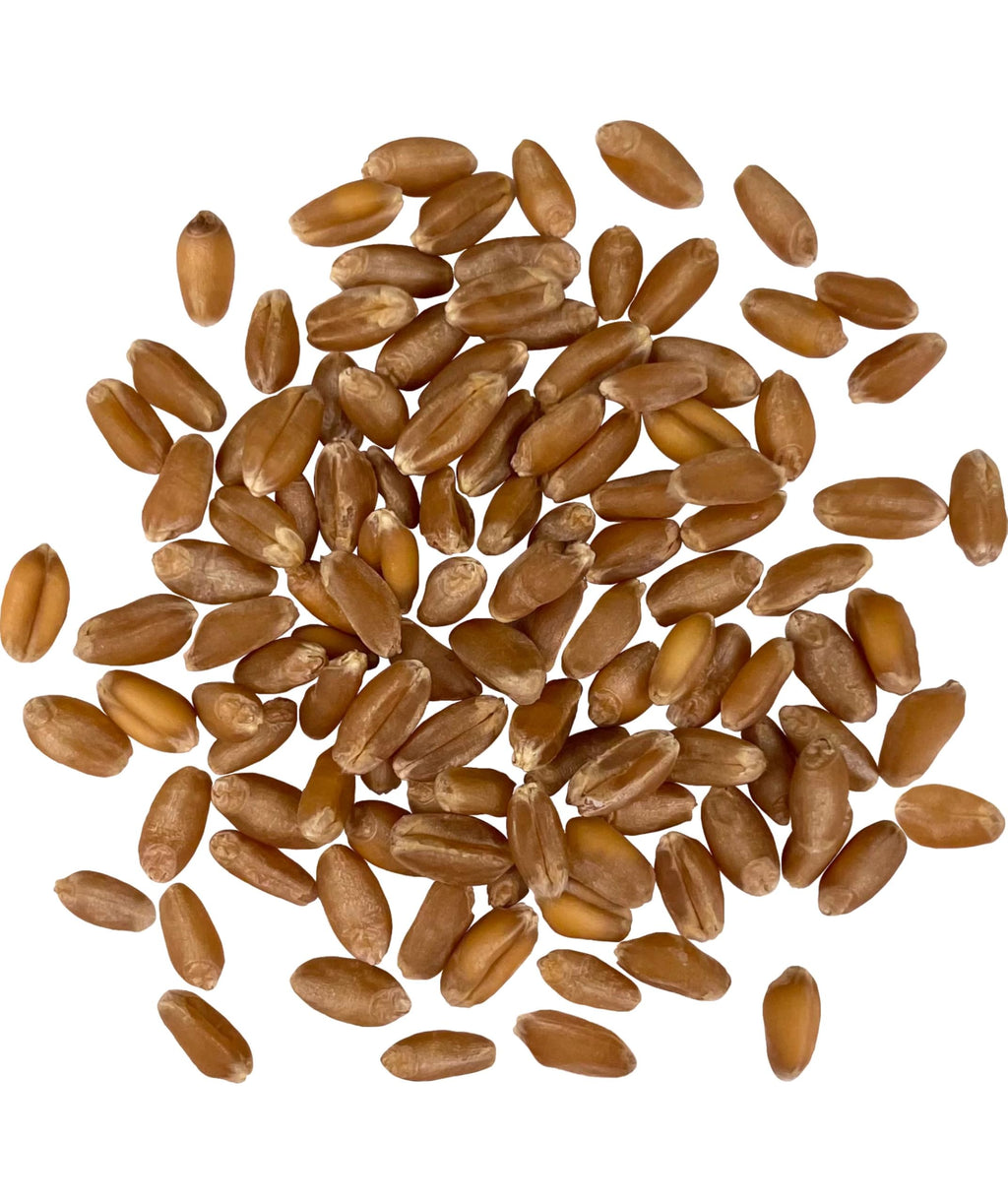 Palouse Brand Certified Glyphosate Residue Free Hard Red Winter Wheat Berries | 10 LBS | Family Farmed in Washington State | Non-GMO Project Verified | Certified Kosher Parve Bag