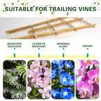 Sprigra Bamboo Trellis 2FT 3 Pack, Plant Ladder Stakes 24 Inches, Natural Fan-Shaped Bamboo Trellis for Orchid Vines, Monarchs, Ivy and Other Plants Climbing, Help Plant Growth