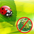1500 Live Ladybugs - Hippodamia Convergens - Guaranteed Live Deliver - Plastic Container for Moth (1500)