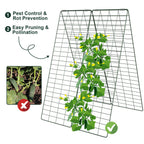 Amoskey Cucumber Trellis, Garden Trellis for Climbing Plants Outdoor, Foldable A-Frame Trellis, Cucumber Trellis for Raised Bed for Cucumbers, Peas, or Tomatoes (Green, Small Grid 48‘’H*34''W)