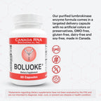 Boluoke Canada RNA Lumbrokinase Enzyme Supplement - Traditionally Inspired Circulatory Wellness Formula - Targeted Delivery Capsules - 30 Capsules