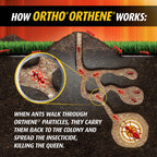 Ortho Orthene Fire Ant Killer1 - Outdoor Ant Killer, Kills Queens, No Watering Needed, Treats up to 162 Mounds, 12 oz. (2-Pack)
