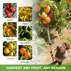 ARTIPOLY 20FT Reach Telescoping Fruit Picker, 4-12FT Adjustable Aluminum Pole with Basket, Lightweight Heavy Duty Tool for Harvesting Apples Mangoes Avocados Pears Lemons