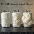 Organic Mushroom Growing Kit, Lion's Mane Mushroom Grow Kit with All Accessories, Grow Fresh Edible Mushrooms Indoor, USDA Certified Organic, Non-GMO, Easy to Grow at Home
