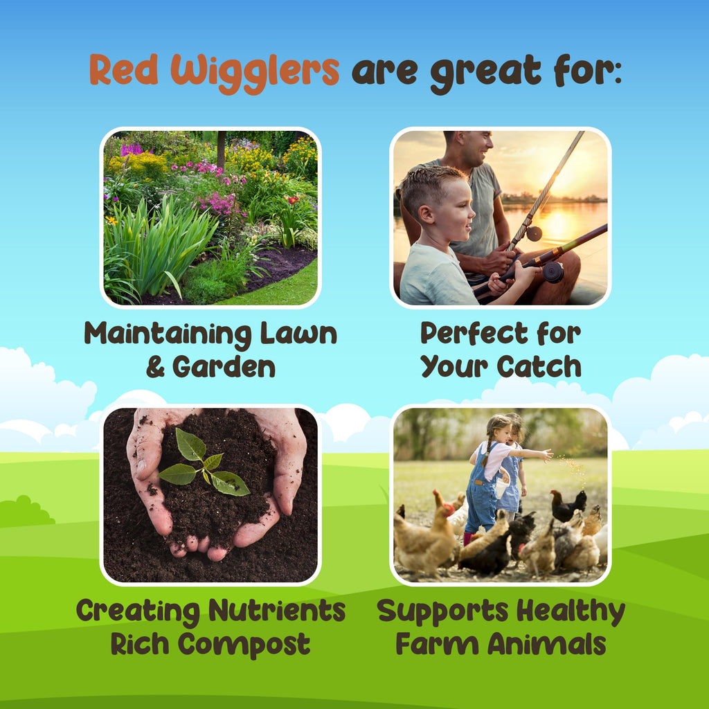 Red Wigglers Composting Worms, 1/8lb Red Worms for Composting for Gardens
