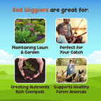 Red Wigglers Composting Worms, 1/8lb Red Worms for Composting for Gardens