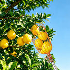 ALongwujin Fruit Picker Pole Tool with Basket Long Handle, 27-75 Inch Adjustable Fruits Picking Pole Tool for Apple Lemon Orange Mango Avocado Fruit Tree Picking