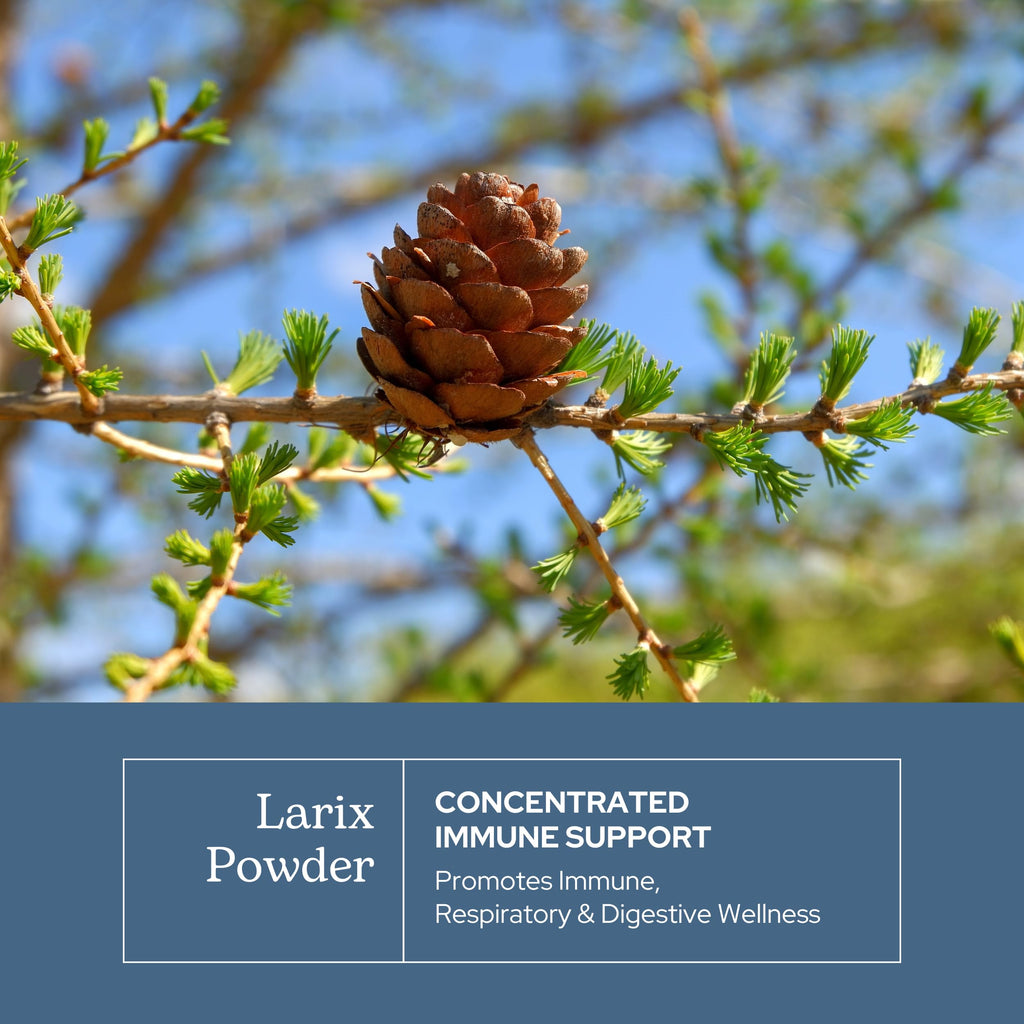 Eclectic Herb - Larix Capsules | Natural Immune, Respiratory + Ear Support | Larch Laricina | Immunity & Gut Flora Support | Vegan, Non-GMO, Gluten Free (100 CT | 400 mg)