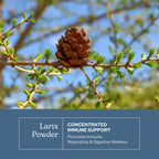 Eclectic Herb - Larix Capsules | Natural Immune, Respiratory + Ear Support | Larch Laricina | Immunity & Gut Flora Support | Vegan, Non-GMO, Gluten Free (100 CT | 400 mg)