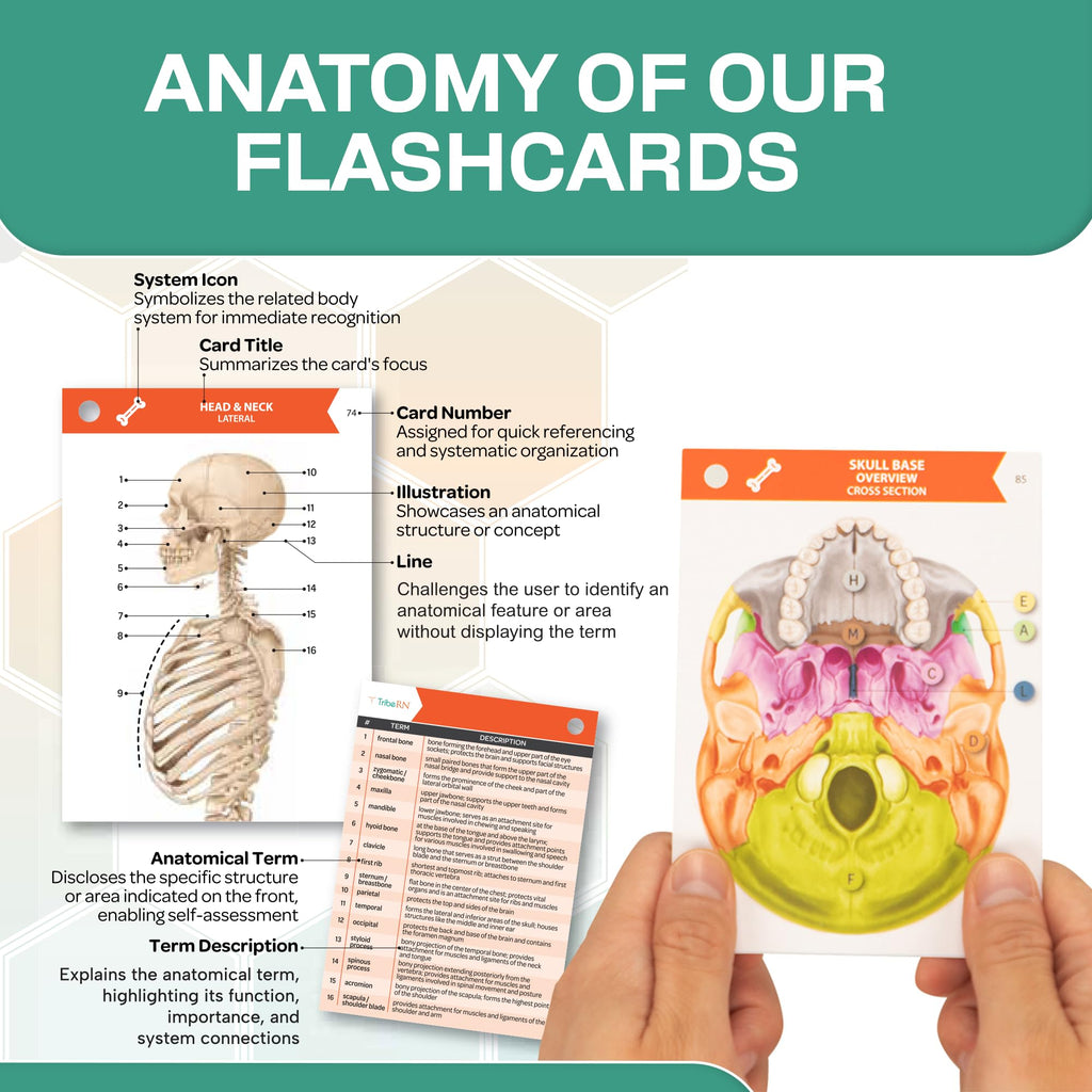 TribeRN Anatomy and Physiology Flash Cards – 320 Study Resources for Students – Human Anatomy & Physiology Study Tools – Medical, Nursing School Essentials – Durable & Easy to Use Flashcards