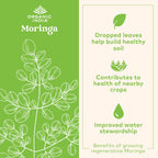 ORGANIC INDIA Moringa Capsules Organic - Moringa Supplement - Green Superfood, Pure Supergreen, Vegan Greens, Nature's Multivitamin, Vegan, Gluten-Free - 180 Capsules