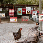 8 Pack Chicken Coop Accessories, Funny Chicken Coop Metal Signs Outdoor Decor Chickens Farm Personalized Tin Sign Chicken Gifts For Lovers House Decor 8×12 Inch