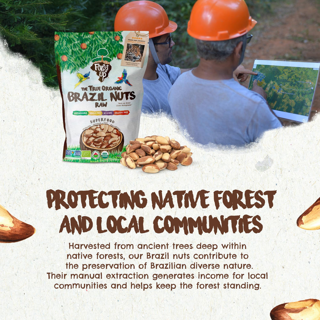 Snack The True Organic Brazil Nuts Medium Size 32 oz-2lbs – Raw and Unsalted – Kosher – Healthy-Rich in Vegetable Protein – Harvested in Amazon Rainforest – Fresh, Vegan and Gluten Free – Forest Up