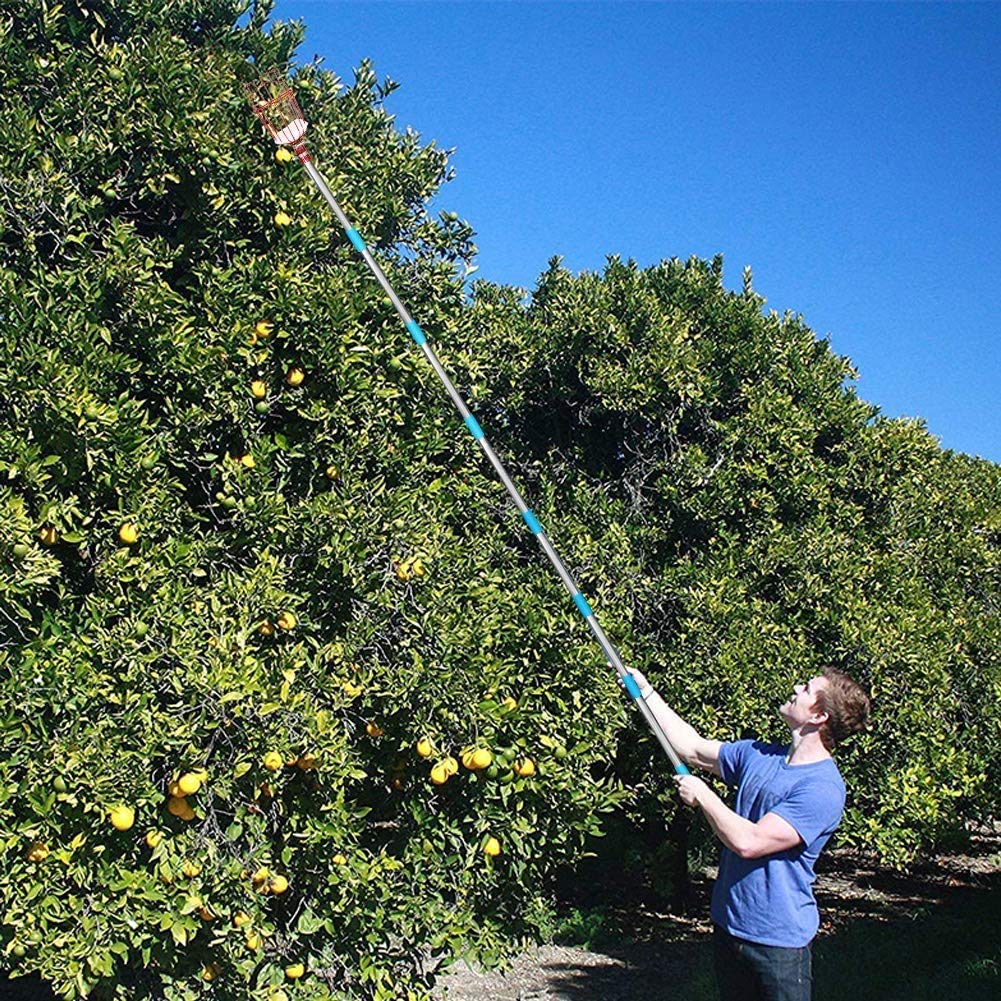 8FT Fruit Picker, Fruit Picker Tool with Basket & Adjustable Stainless Steel Handle, Lightweight Fruit Grabber for Apple Mango Avocado Orange Lemon, Easy Assembly & No Ladder Needed for Tall Tree