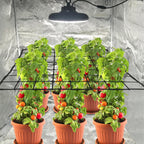 Trellis Netting, Scrog Net 4×4 ft, Heavy-Duty, Grow Tent Accessories, 2 Pcs