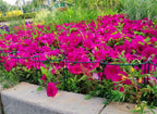 6 Pack 13.8 Inch High Plant Stake,Garden Plant Support,Half-Round Peony Cage Plant Ring Hoop