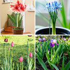 Fabulas 24 Pack Plant Support Stakes, 16 Inch Metal Garden Plant Stakes Single Stem Support Rings for Indoor Outdoor Amaryllis, Flowers Orchid, Lily, Peony, Rose, Tomato, Monstera, Narcissus
