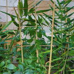 10 Pack 2ft Bamboo Trellis for Climbing Plants, Fan-Shaped Garden Support