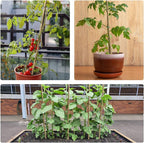 Jollybower 1/2" D 4.75 Feet Bamboo Stakes 50 Pack, Thicker Heavy-Duty Plant Stakes, Natural Garden Stakes for Bean, Tomato, Bean, Flowers,Trees Potted and Climbing Plant Support