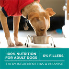 Purina ONE Plus Digestive Health Dry Dog Food, Chicken, 31.1 lb Bag