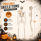 Toolterritary 36" Halloween Skeleton, 3 ft Human Skeleton Full Body Posable Joints Plastic Skeleton for Halloween Decoration, Yard Patio Lawn Garden Skeleton Spooky Party Decoration Indoor Outdoor