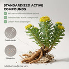Salvora Floraviva Rhodiola Rosea Supplement – Golden Root Adaptogen Capsules - Rhodiola Rosea Extract Powder Alternative with Salidroside for Stress Support - Energy, Focus & Performance