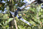 FELCO F221-90 Swiss Made Loppers for Gardening – 36" Lightweight Precision Loppers for Tree Trimming | Tree Branch Cutters | Tree Trimmer Tool with Curved Bypass Blade | I-Beam Handles | Orchard Reach