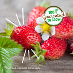 Back to The Roots Organic Strawberry Grow Kit — Grows Year Round, Includes Everything Needed for Planting
