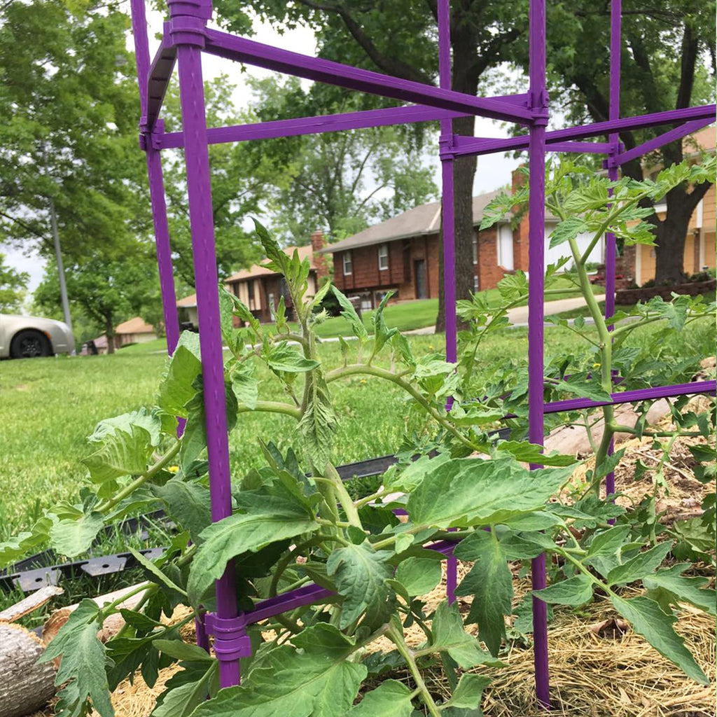 Growsun Large Tomato Cage 6 Pack Upto 73 inch Tall Tomato Trellis Garden Stakes Plant Support,Purple(5ft Stake add 18 inch Adjustable Stakes)