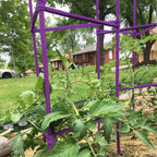 Growsun Large Tomato Cage 6 Pack Upto 73 inch Tall Tomato Trellis Garden Stakes Plant Support,Purple(5ft Stake add 18 inch Adjustable Stakes)