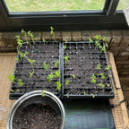 3-Pack Seed Starter Trays with 5" Tall Humidity Domes & 54-Cell Deep Trays