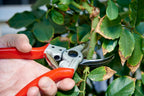 Corona Tools BP 4250 MAXFORGED Aluminum Bypass Pruner, 1-Inch Cut Capacity, Professional Hand Pruning Shears with Replaceable Steel Blade & Ergonomic Angled Head