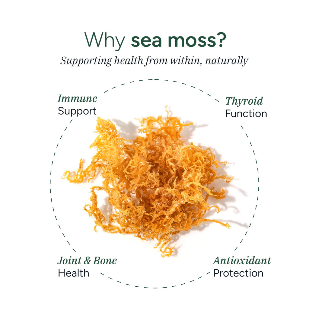 ROOT LABS Sea Moss Gummies I 92+ Minerals I Black Seed Oil I KSM 66 Ashwagandha I Lab Tested I No Added Sugar | for Men, Women I Non-GMO I 100% Natural & Organic I 1600 mg I 60 Gummy