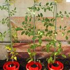 12 Pack 36 inch Plant Support Stakes,Single Stem Plant Support Stake Single Plant Stem Garden Flower Support Stake Steel Plant Cage Support Ring for Orchid Gladiolus Iris Dahlia Amaryllis Rose Lily