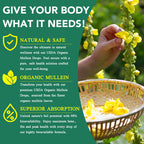Mullein Drops for Lungs 4 Fl Oz - Mullein Leaf Extract for Lungs with Chlorophyll - Natural Herbal Supplement for Lung Cleanse, Respiratory Support, Boosts Immunity, Digestive Wellness