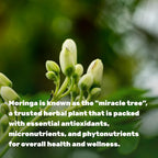 Moringa Capsules 240 Capsules – 4 Month Supply – Maximum Potency Pure Moringa Leaf Extract – Complete Green Superfood Supplement for Energy, Skin & Immune Health Support*