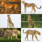 Toymany 8PCS Cheetah Figurines with Cheetah Cubs, Realistic Jungle Zoo Animals Figurines Family Set, Educational Toy Cake Toppers Christmas Birthday Gift for Kids