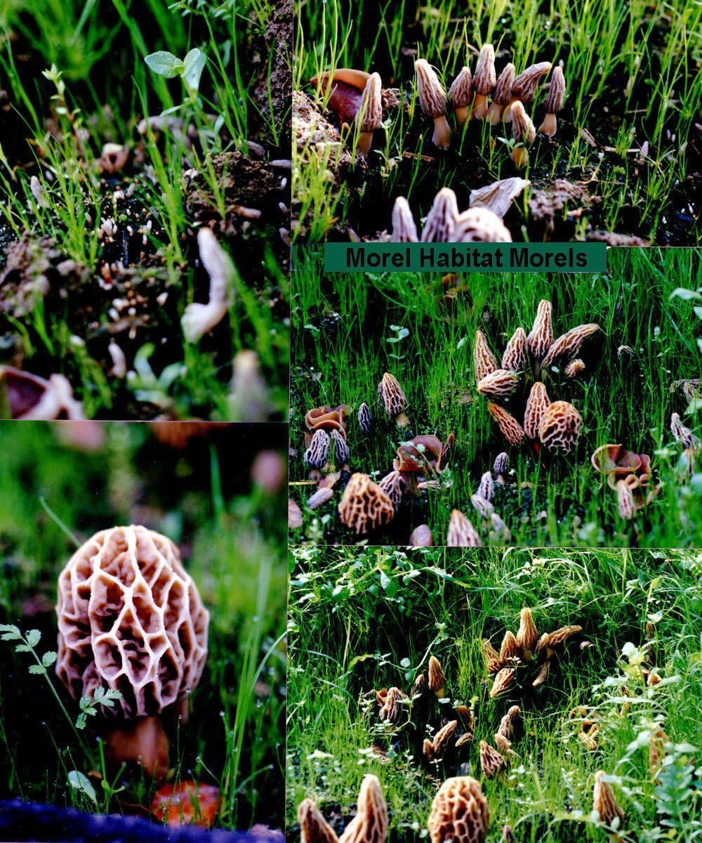 MOREL HABITAT KIT® Morel Mushroom Growing Kit (Morchella)