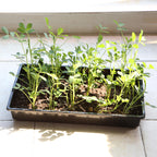 Mr. Pen- Seed Starter Trays, 5 Pack, 17"x10"x2.4"