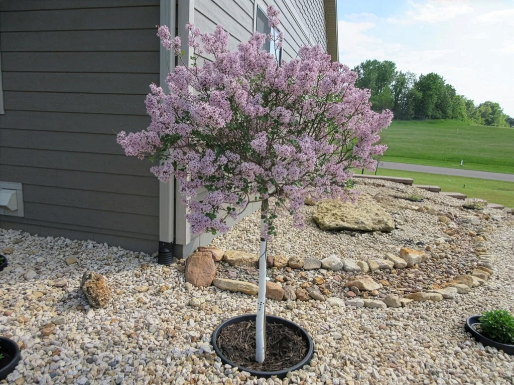 3-Pack 24-inch Tree Planting Rings – Deep Root Watering Basin & Edging.