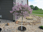 3-Pack 24-inch Tree Planting Rings – Deep Root Watering Basin & Edging.