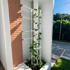 Thealyn Garden Trellis 2 Pack 72'' H x 12'' W Metal Plant Trellis