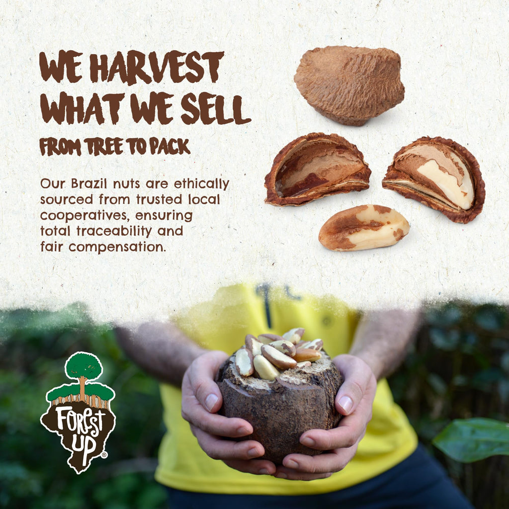 Snack The True Organic Brazil Nuts Medium Size 32 oz-2lbs – Raw and Unsalted – Kosher – Healthy-Rich in Vegetable Protein – Harvested in Amazon Rainforest – Fresh, Vegan and Gluten Free – Forest Up