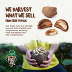 Snack The True Organic Brazil Nuts Medium Size 32 oz-2lbs – Raw and Unsalted – Kosher – Healthy-Rich in Vegetable Protein – Harvested in Amazon Rainforest – Fresh, Vegan and Gluten Free – Forest Up