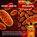 MBS Biotechnology - Super PQQ Liquid - Highly Absorbable Pyrroloquinoline Quinone 20 Milligram, Best Liquid PQQ for Mitochondrial Biogenesis, Supports Heart Health, Cognitive Function and Mental Focus